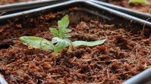 #Рассада. #Ответы На #Вопросы.