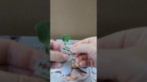 Прививка арбуза,дыни и огурца!Самый легкий способ!Приживаемость замечательная!