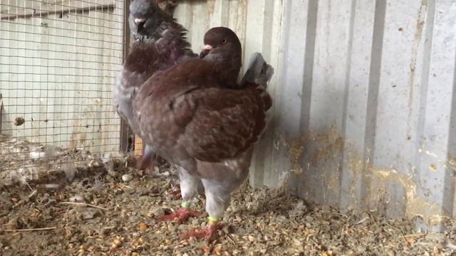 Голуби кинги KING PIGEONS 2020 смотреть онлайн
