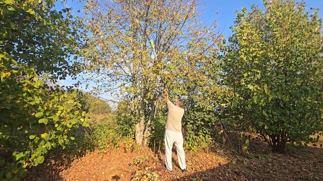 Сравнение аккумуляторных высоторезов Greenworks G40PSF и GD60PST25: 40V против 60V – какой выбрать? смотреть онлайн