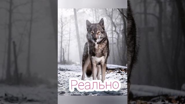 Wildcraft против реальности с волками