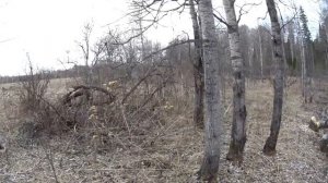 Охота от первого лица #3. Охота на весеннего селезня с манком и подсадной уткой 2017.