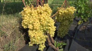 Виноград кишмиш Гелиодор 2022г.