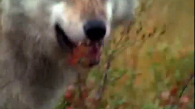 Wolves- Apres La Chasse смотреть онлайн