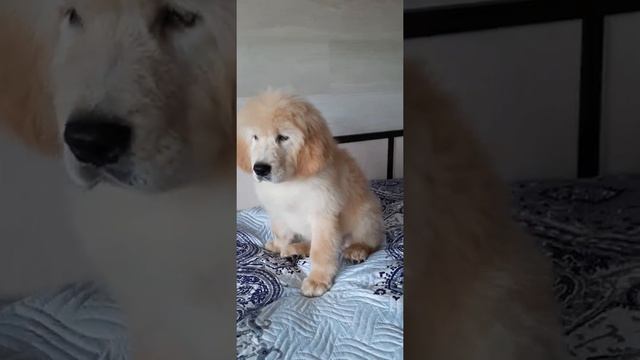 Тибетский мастиф мальчик 2,7 месяцев