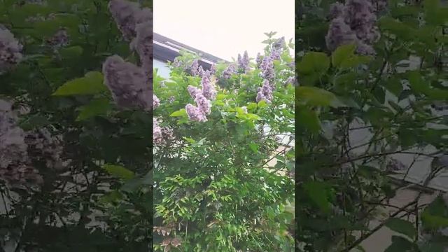 Lilac. Syringa смотреть онлайн