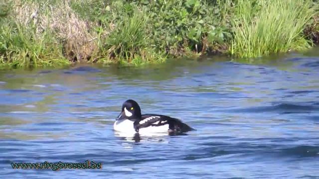 Spatelente, Húsönd, Barrow's goldeneye, Bucephala islandica смотреть онлайн