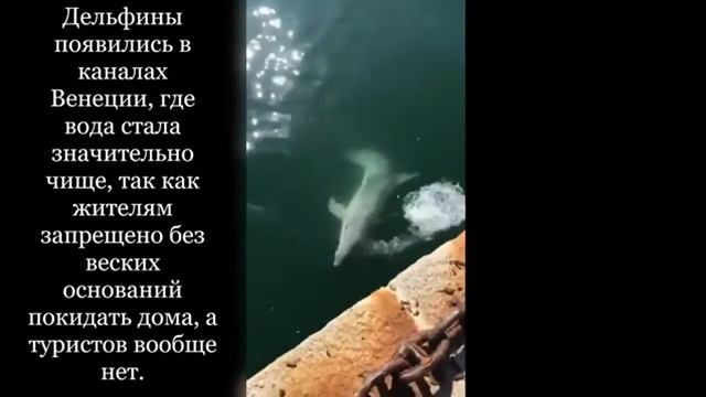 Пандемия и её последствия. "Князь тишины" Nautilus Pompilius. смотреть онлайн