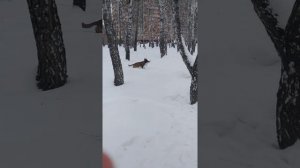 малинуа 9,5 мес прогулка