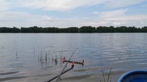 С фидером на реке. Поклёвки на фидер. Рыбалка 2024. Ловля леща на фидер.