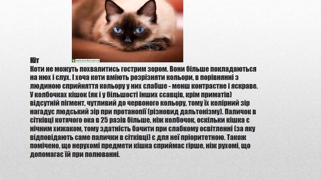 Як бачать тварини Гончарук Анастасія 7 А клас смотреть онлайн