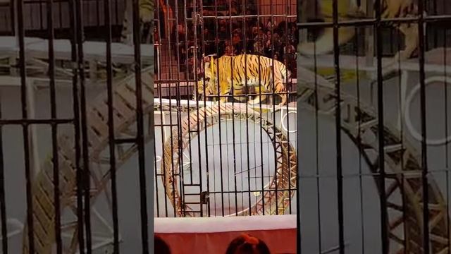 VID-20241223-WA0024 смотреть онлайн