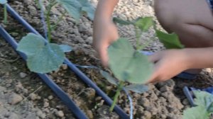 Подвязываем огурцы на шпалере! Самый простой и быстрый способ!