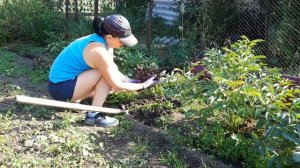 ПИОН - пересадка от А до Я. Когда и как пересадить пион