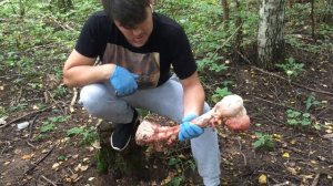 Поймал лося в ловушку | план на медведя |