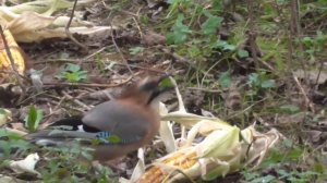 Охота на барсука.\\ Badger hunting.