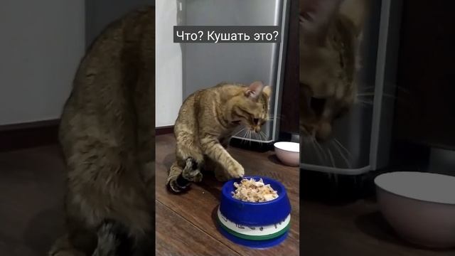 Мам.....я не хочу кушать эту фигню.... 🤢🤮😟 #yoda #йода #yodababy смотреть онлайн