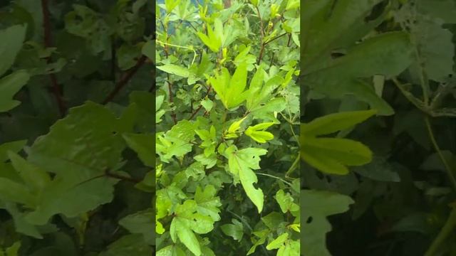 Mesta Vegetable Like Lemon 🍋 Juice #reelscomedy #reels #shortsvideo смотреть онлайн
