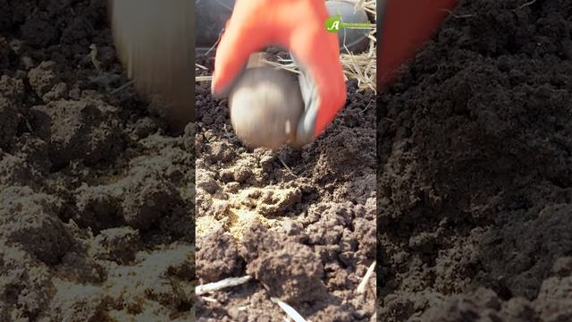 Совместимость растений на грядке! смотреть онлайн