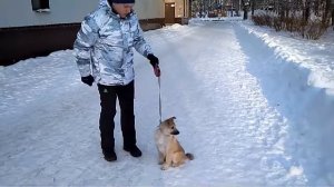 Дрессировка собак-западно-сибирская лайка по кличке Ева. -3.5 мес ...Иван дрессировщик
