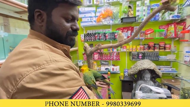 TOP EXOTIC BIRDS FOR SALE IN BANGALORE | IMPORTED BIRDS SALE AT LESS PRICE смотреть онлайн