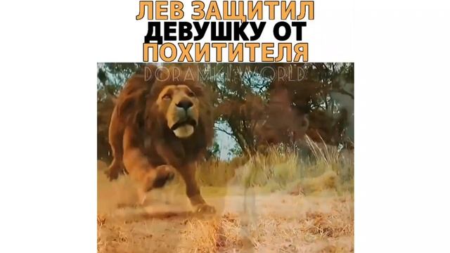 😱Лев защитил Девушку от Посетителя🔥🎬Фильм Авангард арктические волки смотреть онлайн