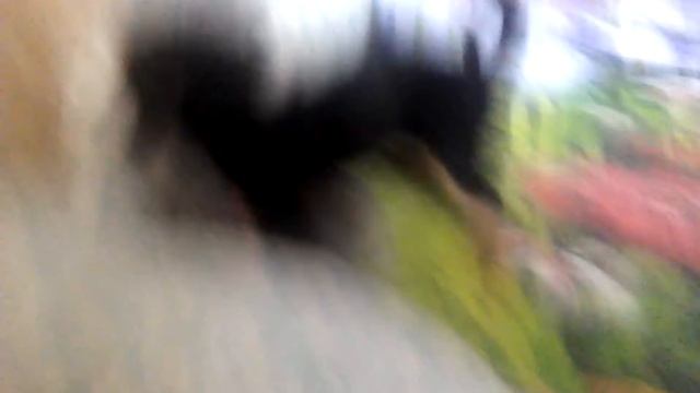 Собака изврошенка смотреть онлайн