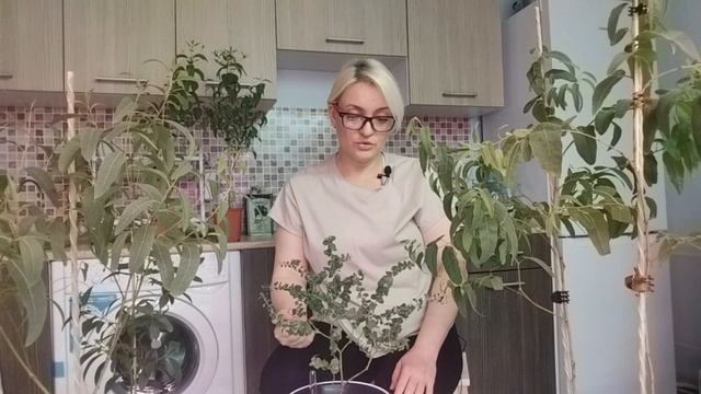РАЗНИЦА в сортах эвкалипта Радужного (Eucalyptus deglupta) и Лимонного ( Corymbia citriodora) смотреть онлайн