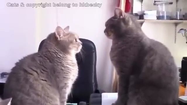 Кошки играют в ладошки - часть 2 смотреть онлайн