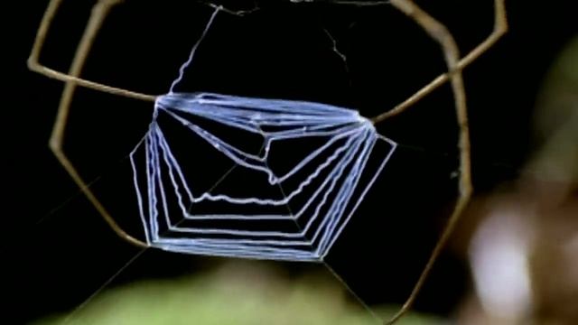 True Facts: The Ogre Faced Spider смотреть онлайн