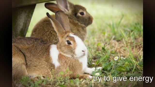 Rabbit Mating and tips for successfully breeding rabbits. .remedies to get success. смотреть онлайн