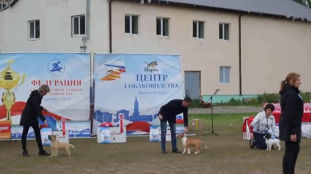 Бэст Бэби, г. Пермь, 02.06.2018 г., экс. Я. Гаврилова смотреть онлайн