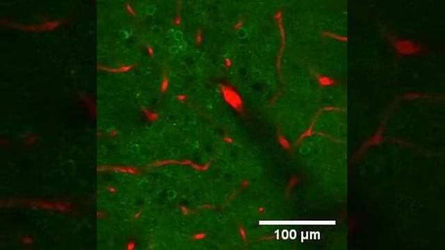 Neurons And Blood Vessels In Mouse Visual Cortex