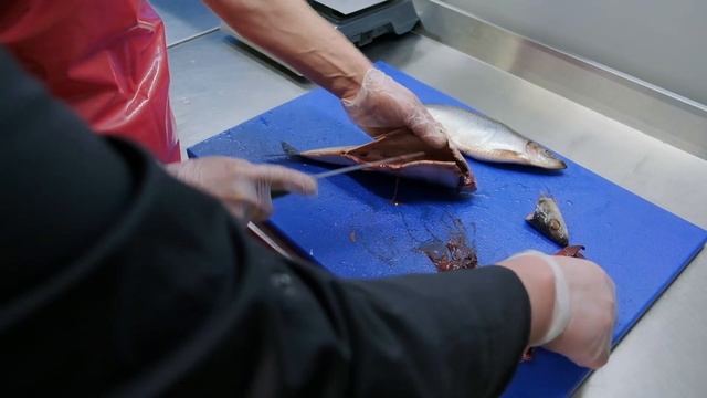 Фарерская сельдь — разделка и посол смотреть онлайн