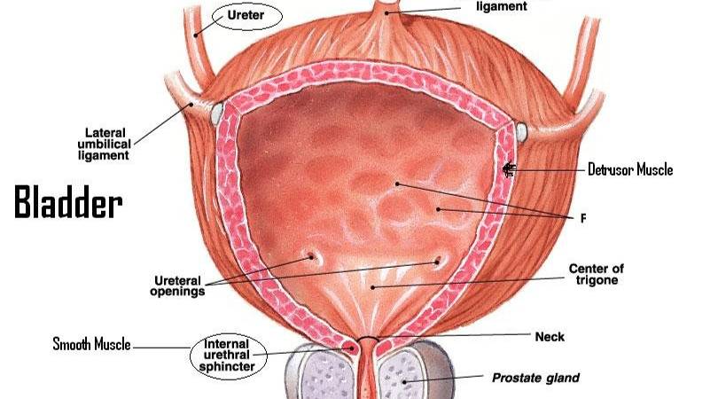 Сазонов С.В. 42. Мочевой пузырь смотреть онлайн