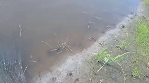 кастинговая сеть 30-ка и САЗАН рыба моей мечты но не такого размера..mp4