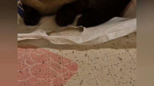 Сиамский кот Шурик