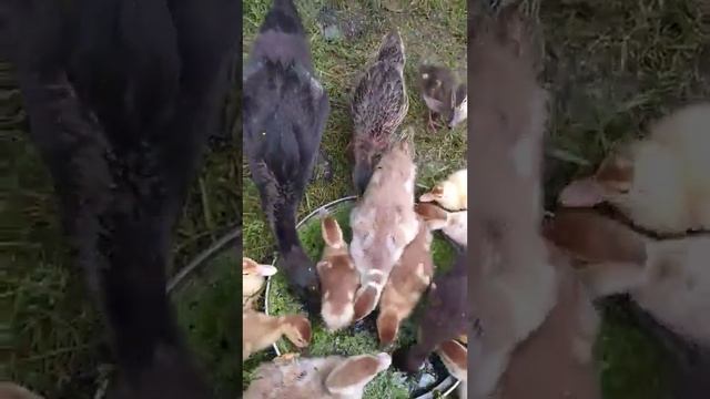 Ряска для качок смотреть онлайн