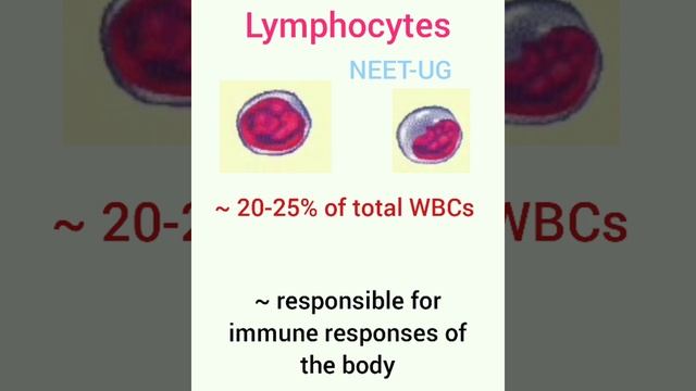 Lymphocytes #neetug NCERT class 11 Bio ch. 18 Body fluids & circulation смотреть онлайн