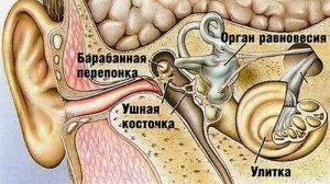 Сазонов С.В. 14. Спиральный орган