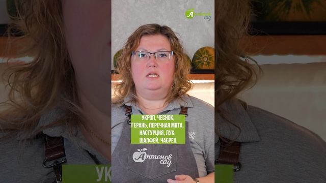 Лучшие соседи для капусты! смотреть онлайн