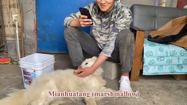 The Dog Was Almost Killed By The Dog Dealer And Cried Like A Rescue Worker Calling For Help смотреть онлайн