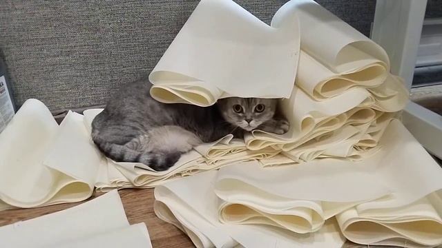 Буся спряталась!!! смотреть онлайн