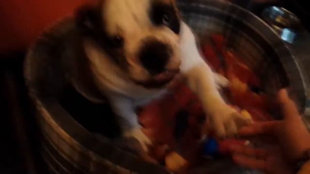 Как Английский бульдог прощается.As English Bulldog says goodbye. смотреть онлайн