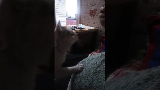 Котики тоже едят хлеб. Часть 2. смотреть онлайн
