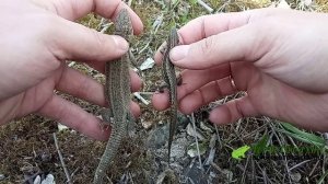 Как отличить прыткую ящерицу (Lacerta agilis) от живородящей (Zootoca vivipara)?