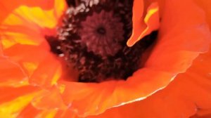 Пчелки работают .