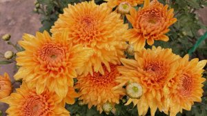 №31 Мариэлла бронз