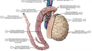 Сазонов С.В. 45. Придаток яичка