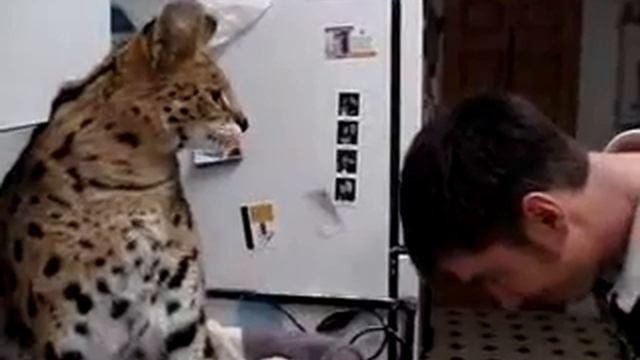 хороший подзатыльник от кота смотреть онлайн